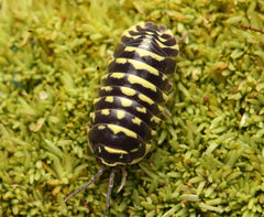 Armadillidium maculatum “Yellow Zebra”