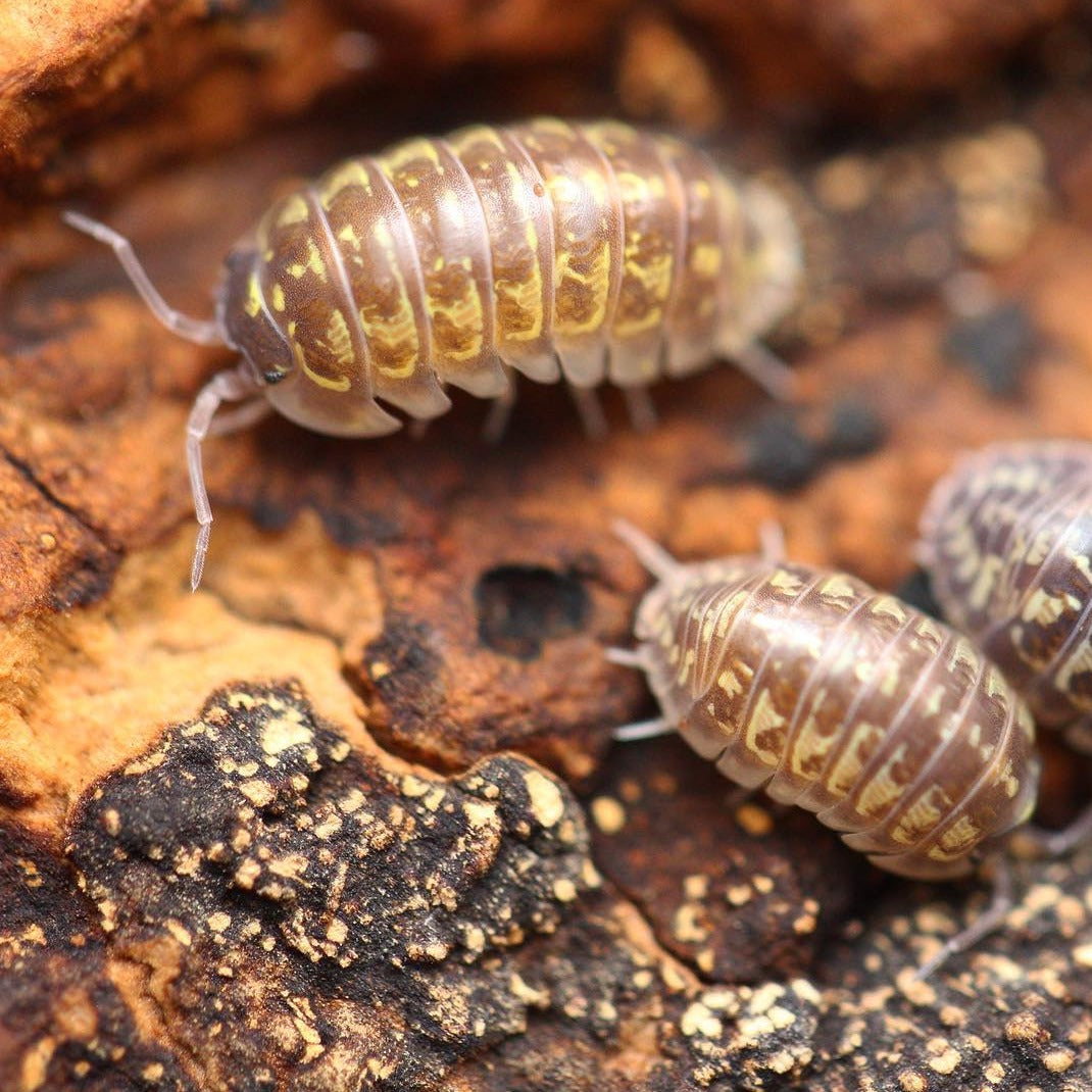 Armadillidium versicolor "Slovenia"