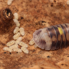 Cubaris sp. “Amber Firefly LCF”
