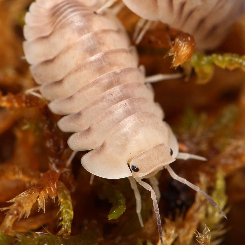 Cubaris sp. "White Pigeon"