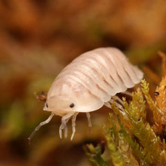 Cubaris sp. "White Pigeon"