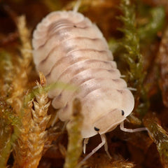 Cubaris sp. "White Pigeon"