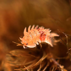 Pseudarmadillo spinosus "Cuban Spiky"