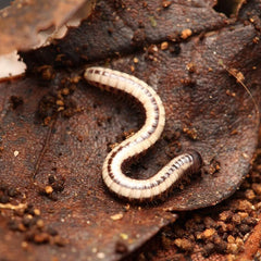 Spirobolellus sp. "Maui Millipede"