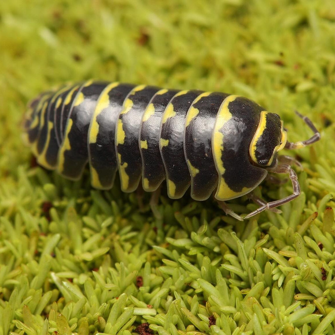 Armadillidium maculatum “Yellow Zebra”