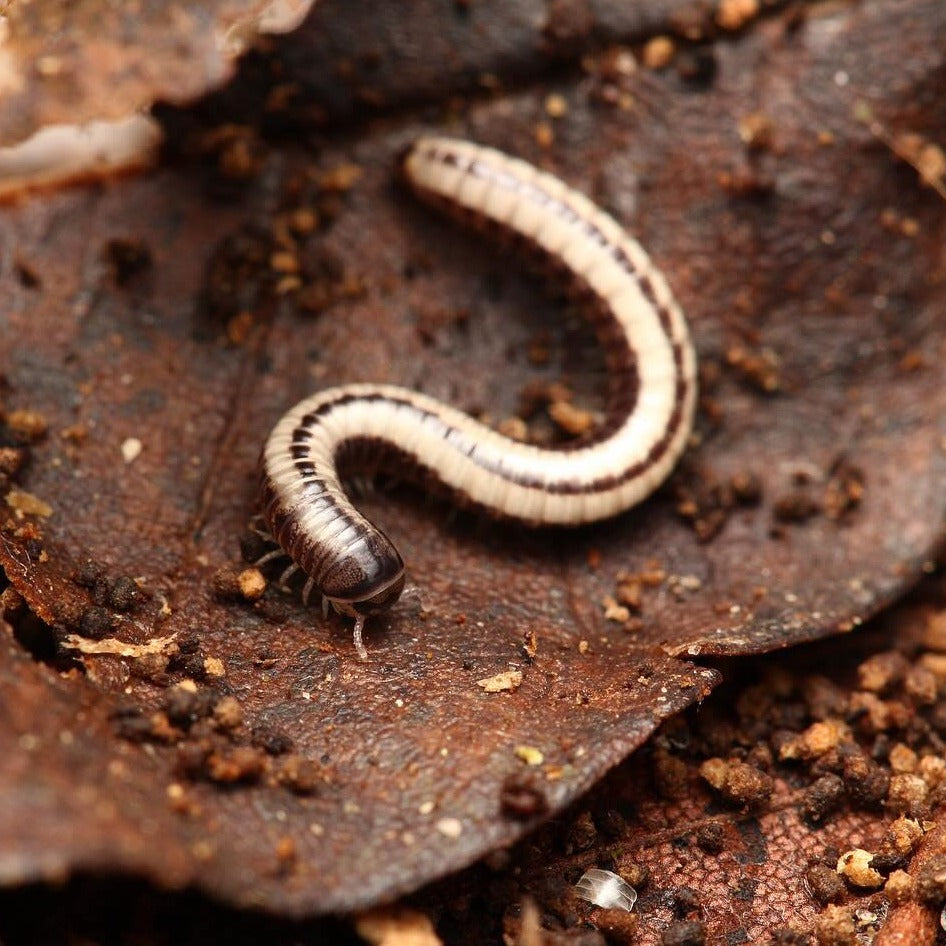 Spirobolellus sp. "Maui Millipede"