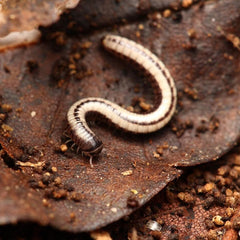 Spirobolellus sp. "Maui Millipede"