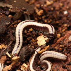 Spirobolellus sp. "Maui Millipede"