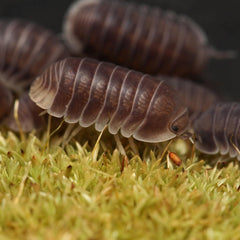 Cubaris sp. "Penguin"
