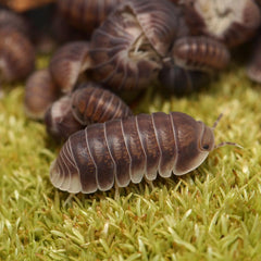 Cubaris sp. "Penguin"