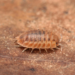 Agabiformius lentus “Pumpkin Spice”