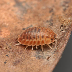 Agabiformius lentus “Pumpkin Spice”