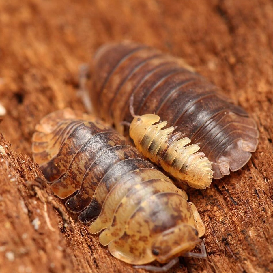 Filipinodillo Sp. “Cordova”