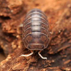 Spherillo raffaelei