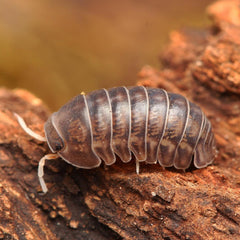 Spherillo raffaelei