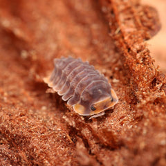 Isopoda sp. “Shiny Gator”