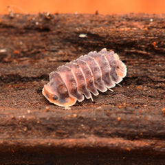 Isopoda sp. “Shiny Gator”