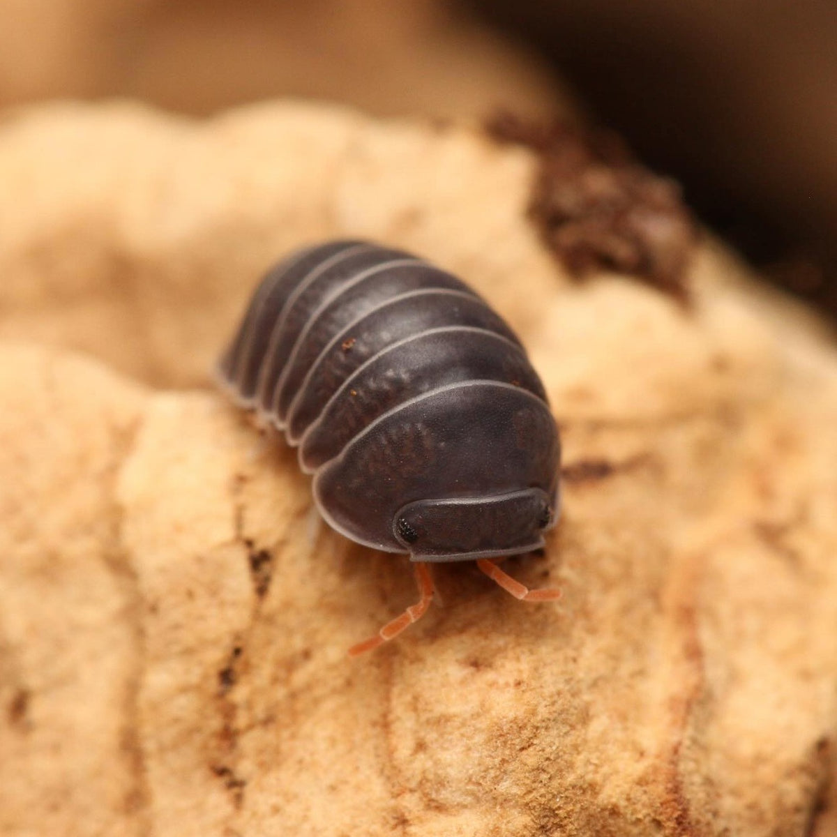 Spherillo sp. “Red Antennae”