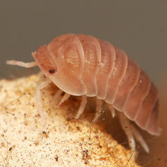 Cubaris sp. “Sakura"