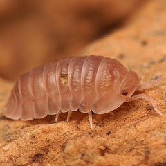 Cubaris sp. “Sakura"