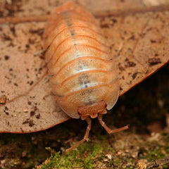 Armadillidium pallasi “Orange”