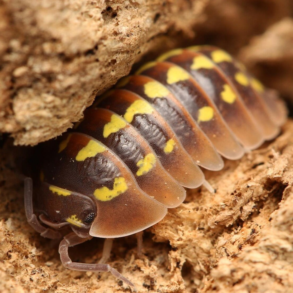 Armadillidium Gestroi “Halloween”