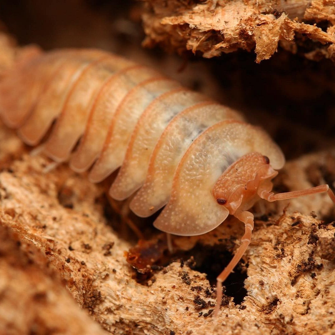 Armadillidium pallasi “Orange”