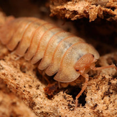 Armadillidium pallasi “Orange”