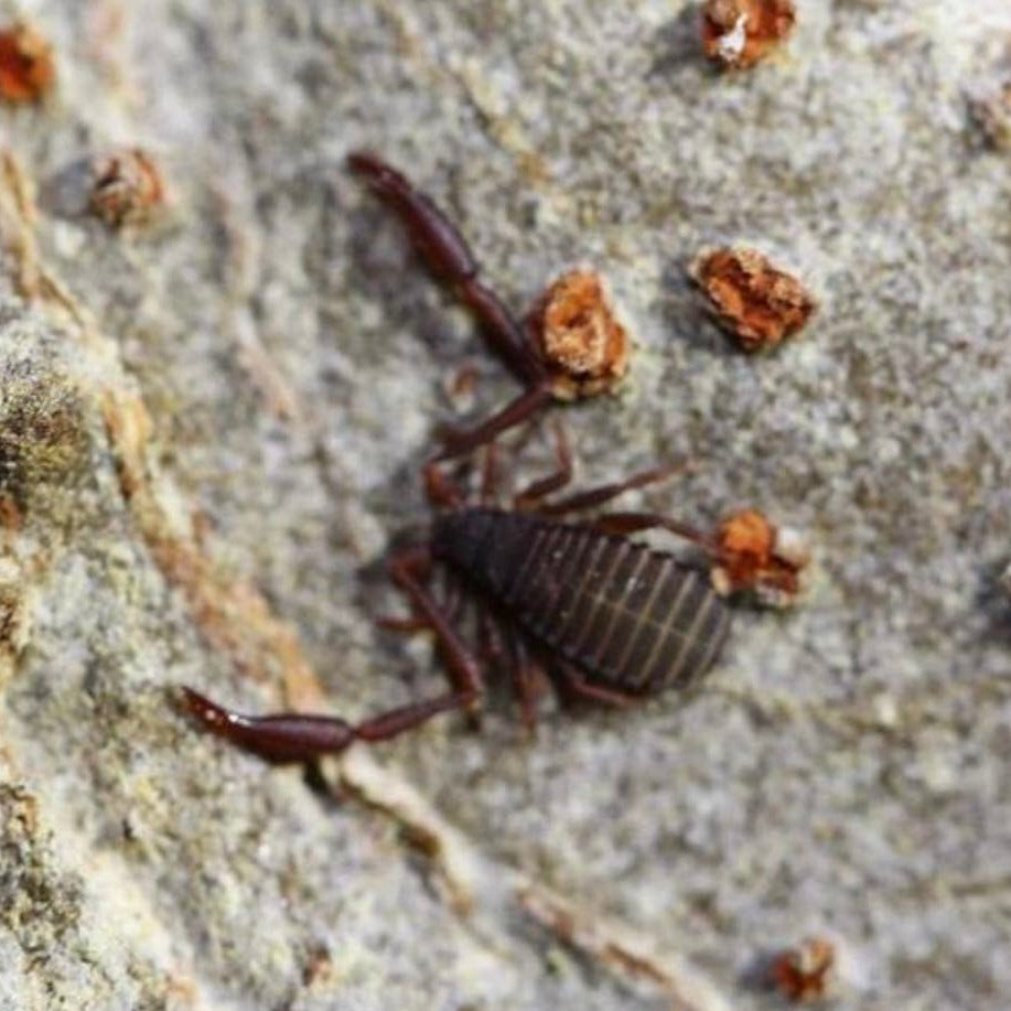 Cheliferidae sp. “Everglades” Pseudoscorpions