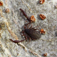 Cheliferidae sp. “Everglades” Pseudoscorpions