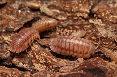 Armadillidium nasatum “Velvet Cream”