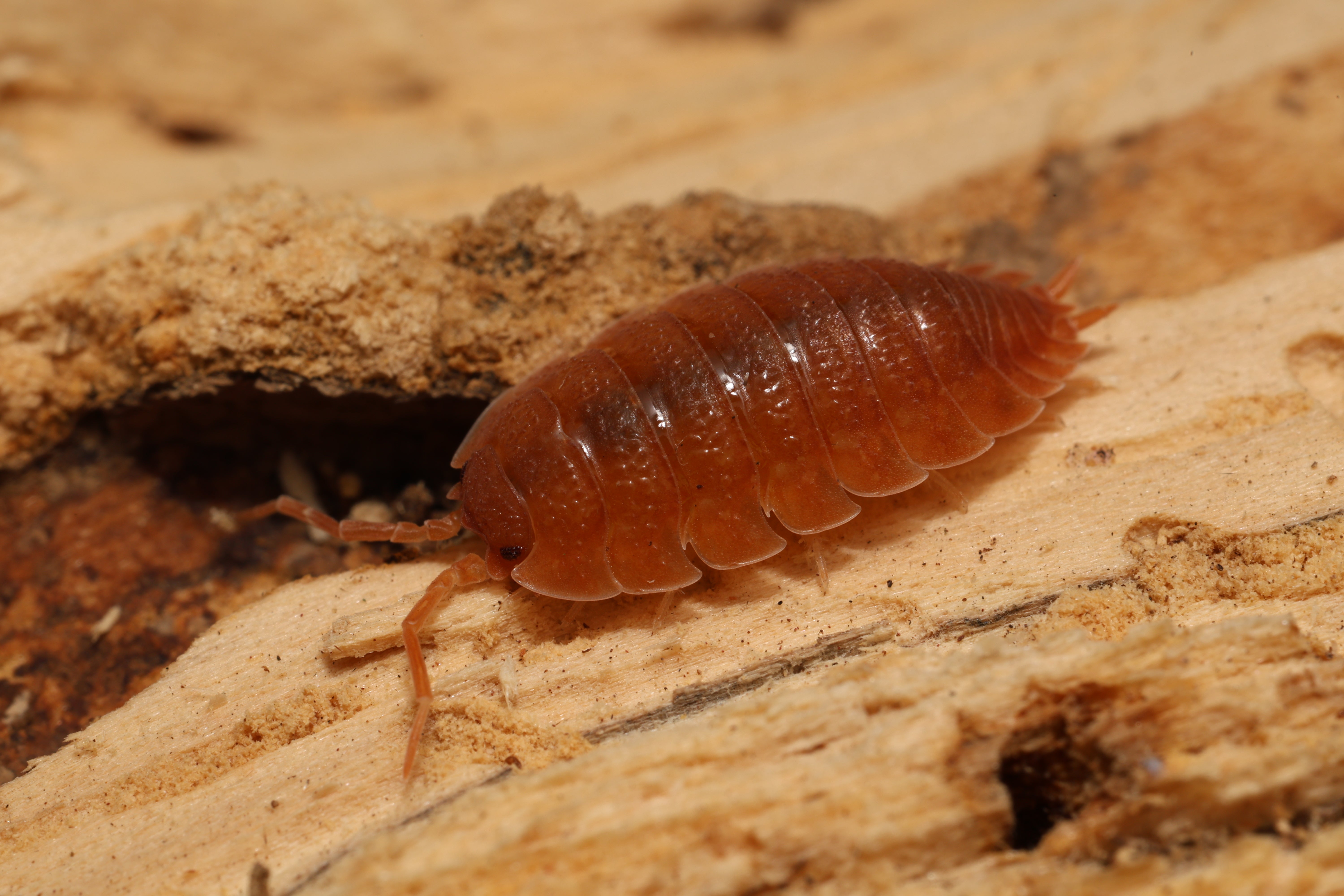 isopods
