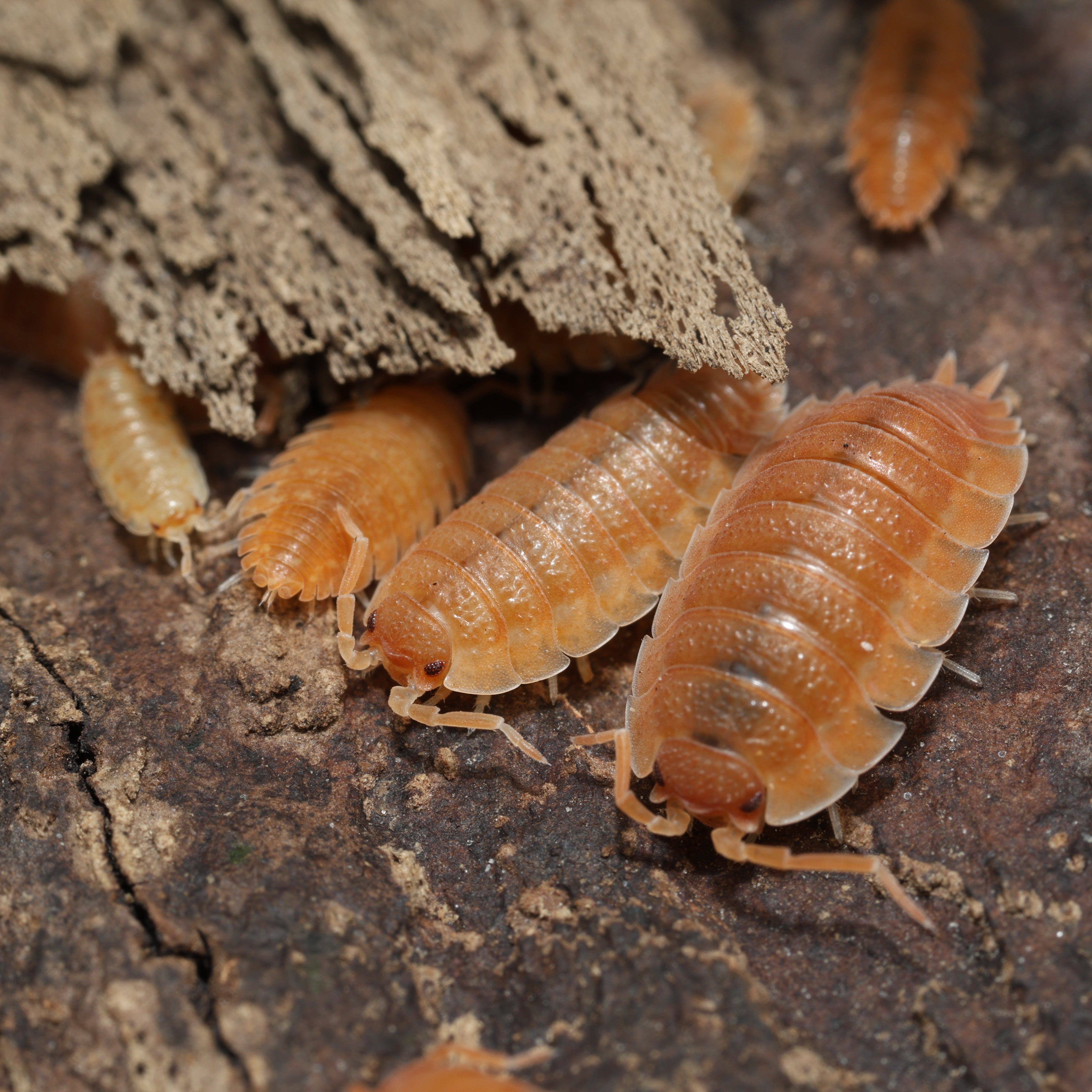 Woodlice on a wooden surface