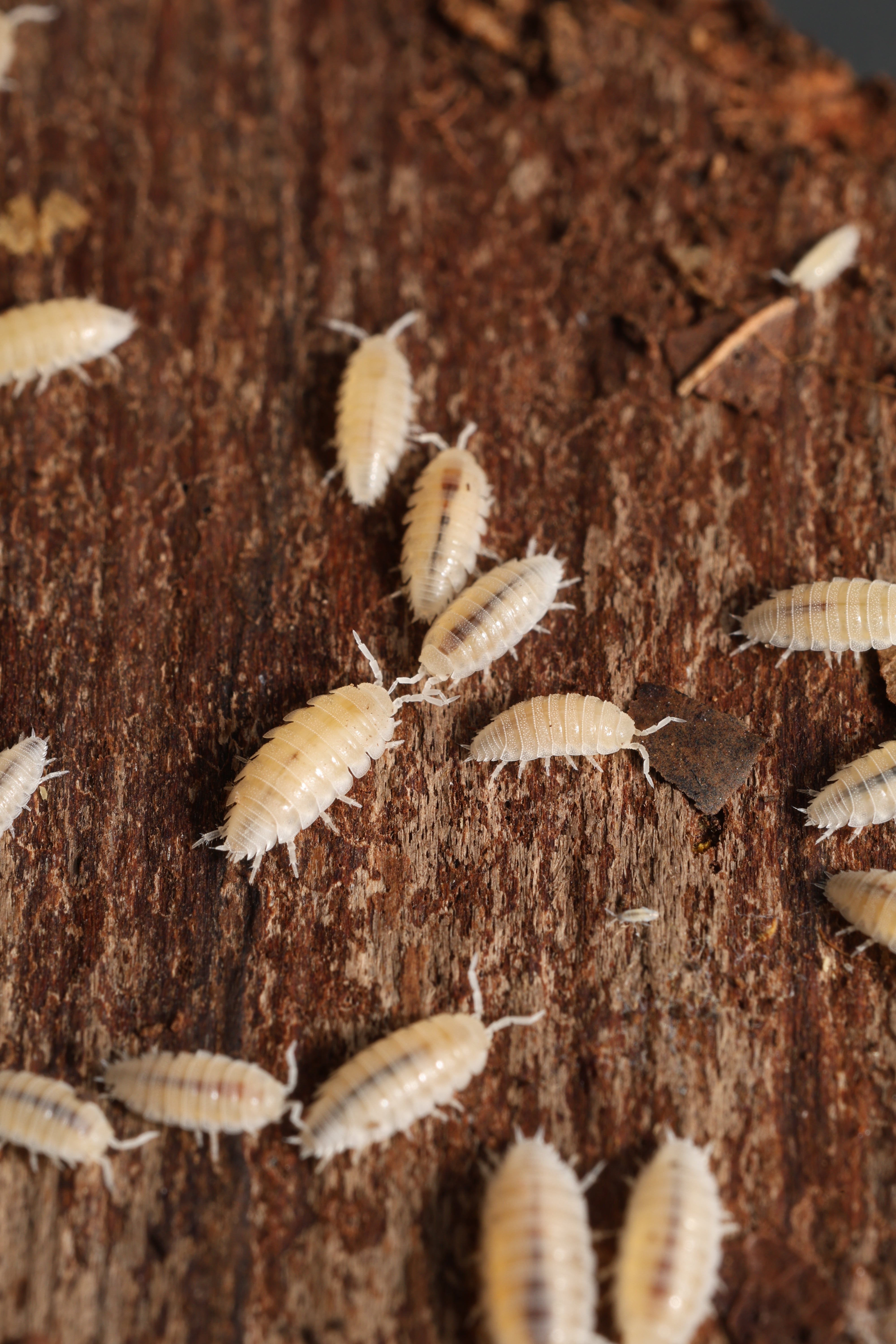 Insects on a wooden surface