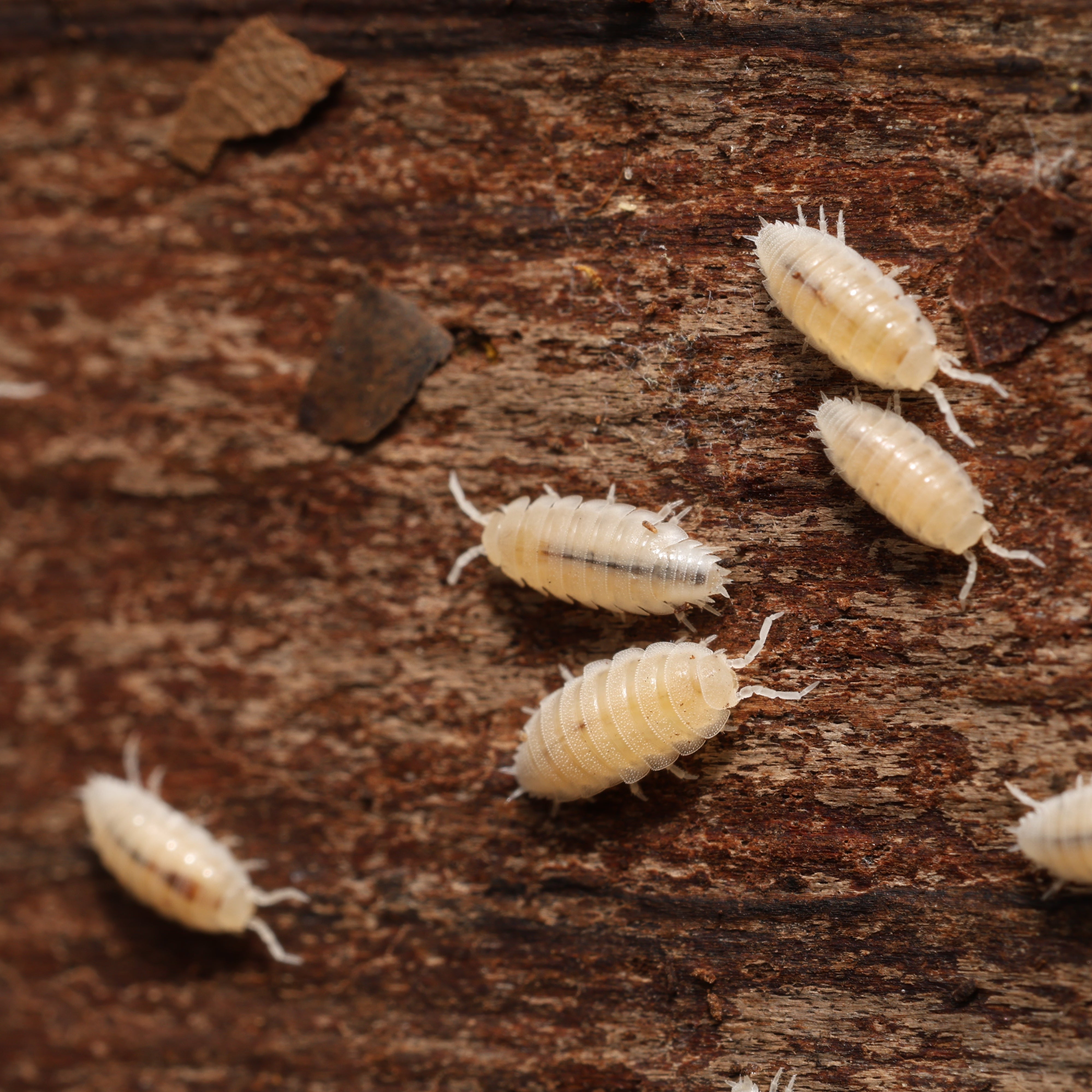 Small white insects on a wooden surface
