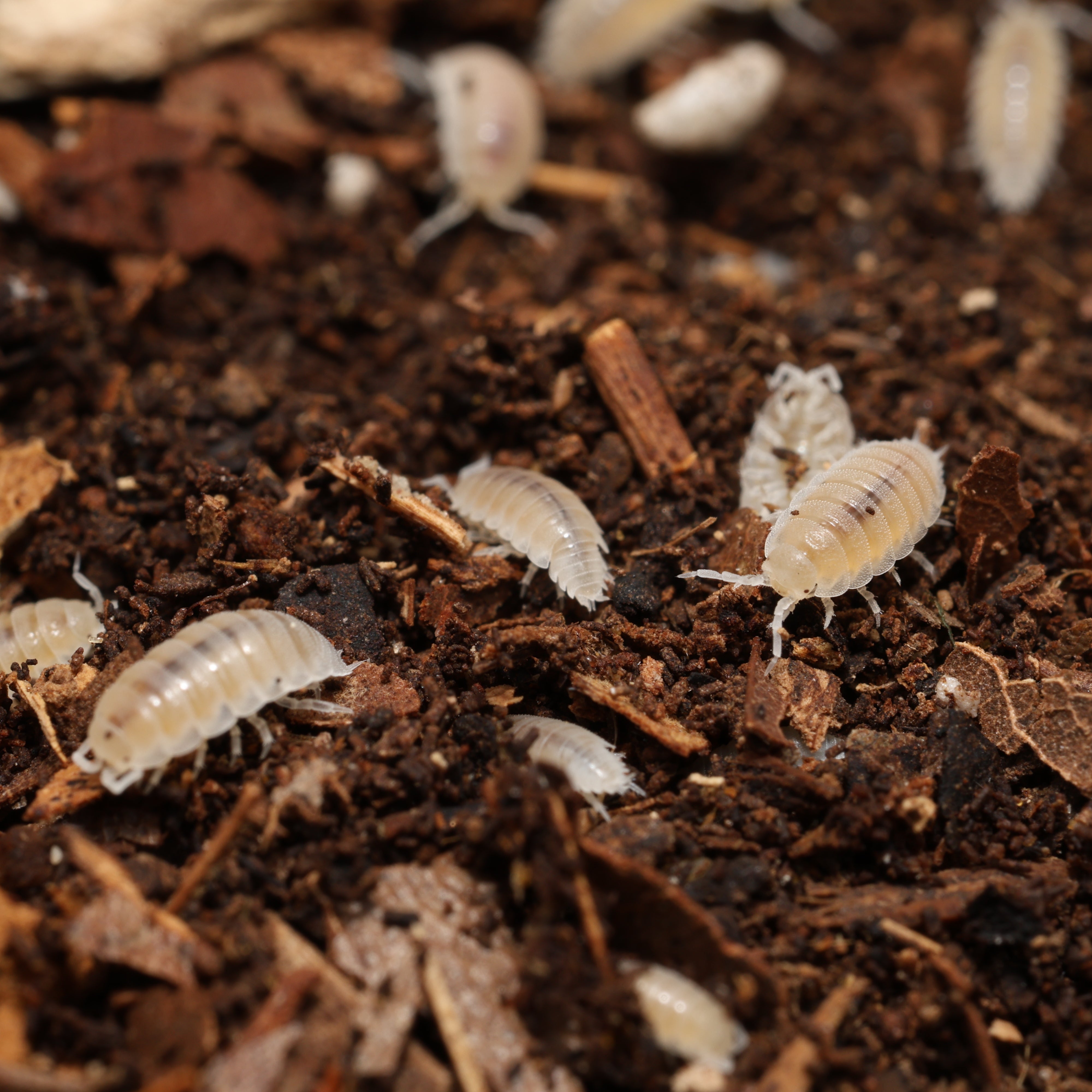 Small white insects on a dark, leafy background
