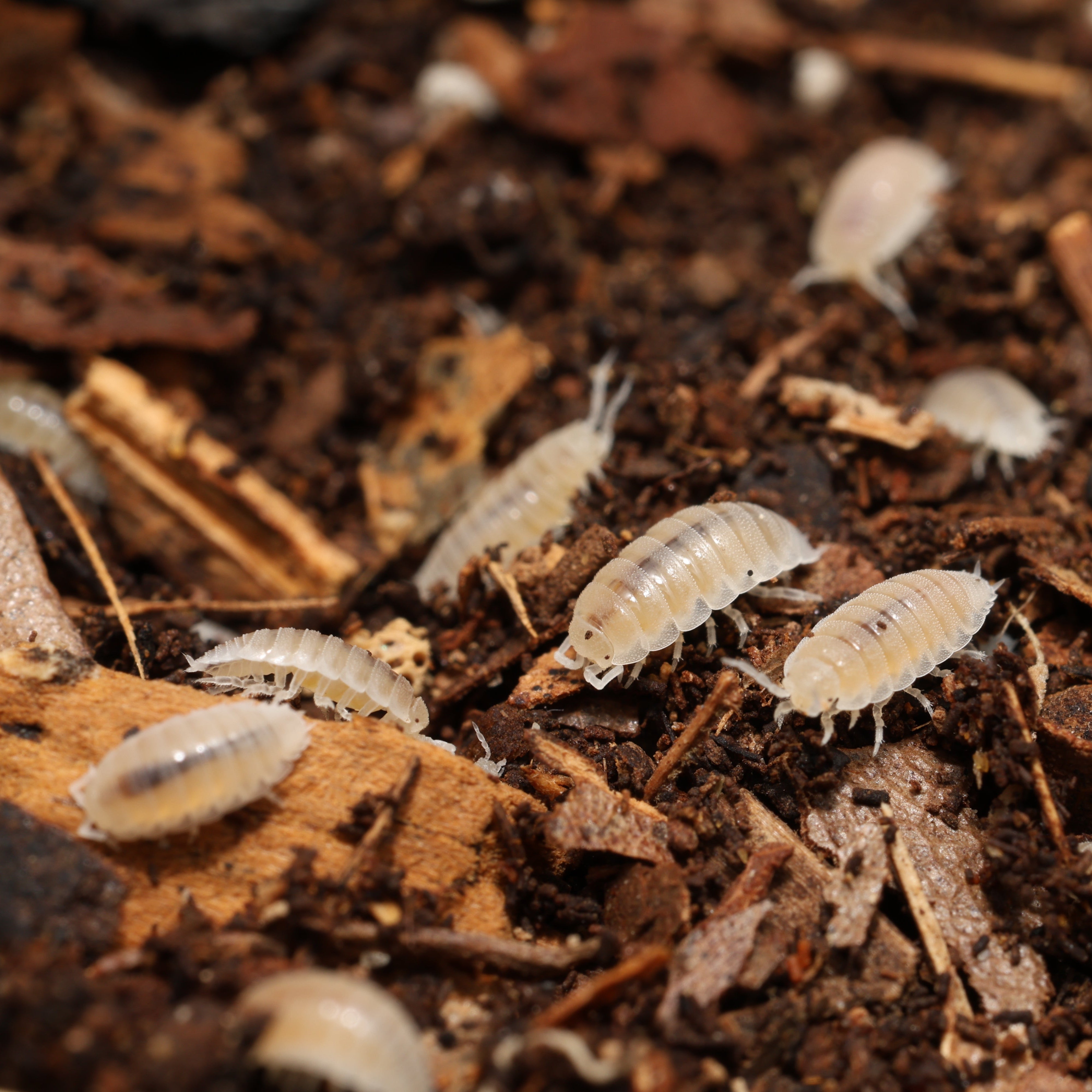 Small white insects on a dark brown compost-like surface