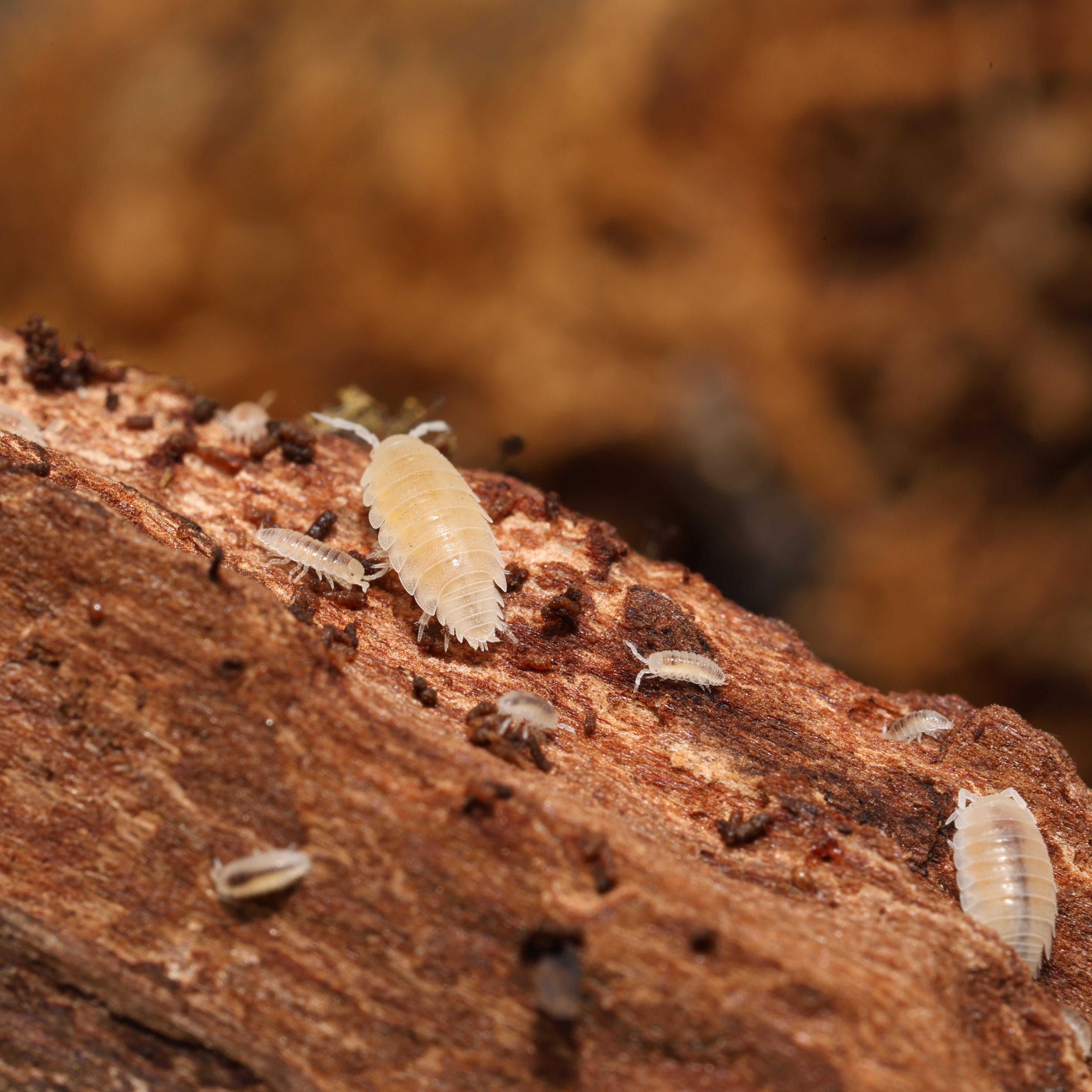 Small insects on a piece of wood with a blurred natural background
