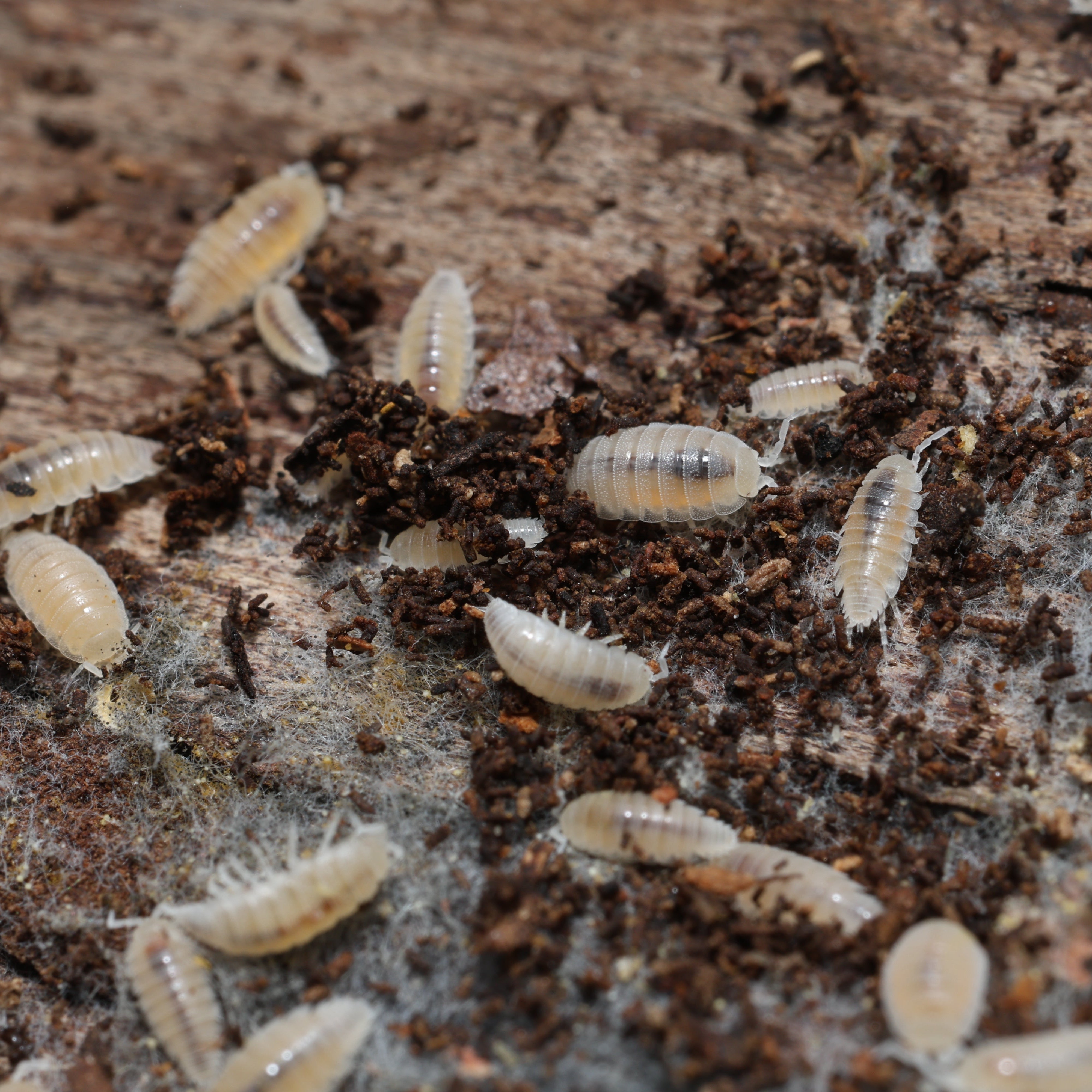 Small white insects on a textured brown surface