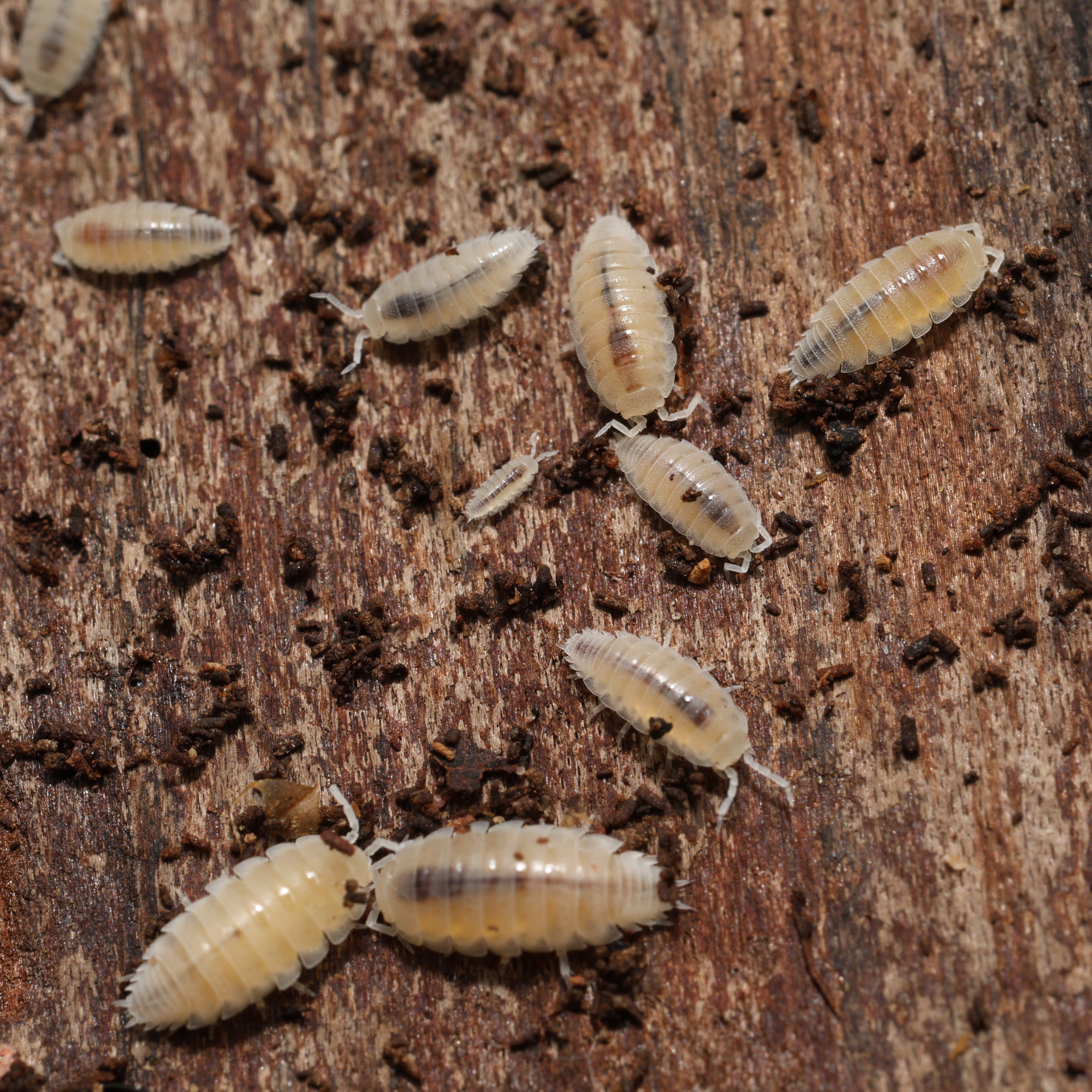 Small white insects on a wooden surface