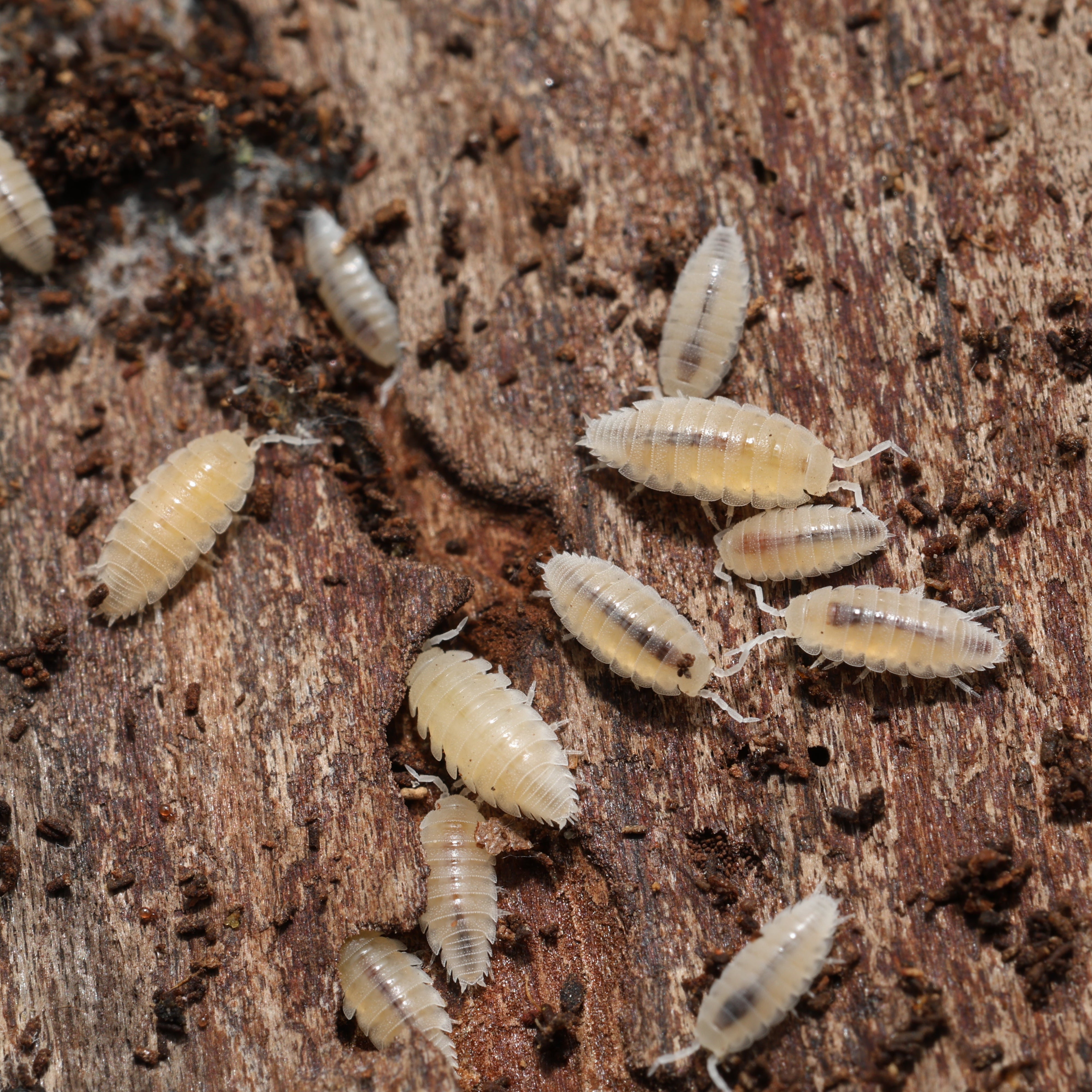 Small white insects on a wooden surface