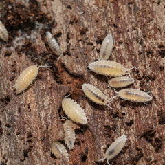 Small white insects on a wooden surface