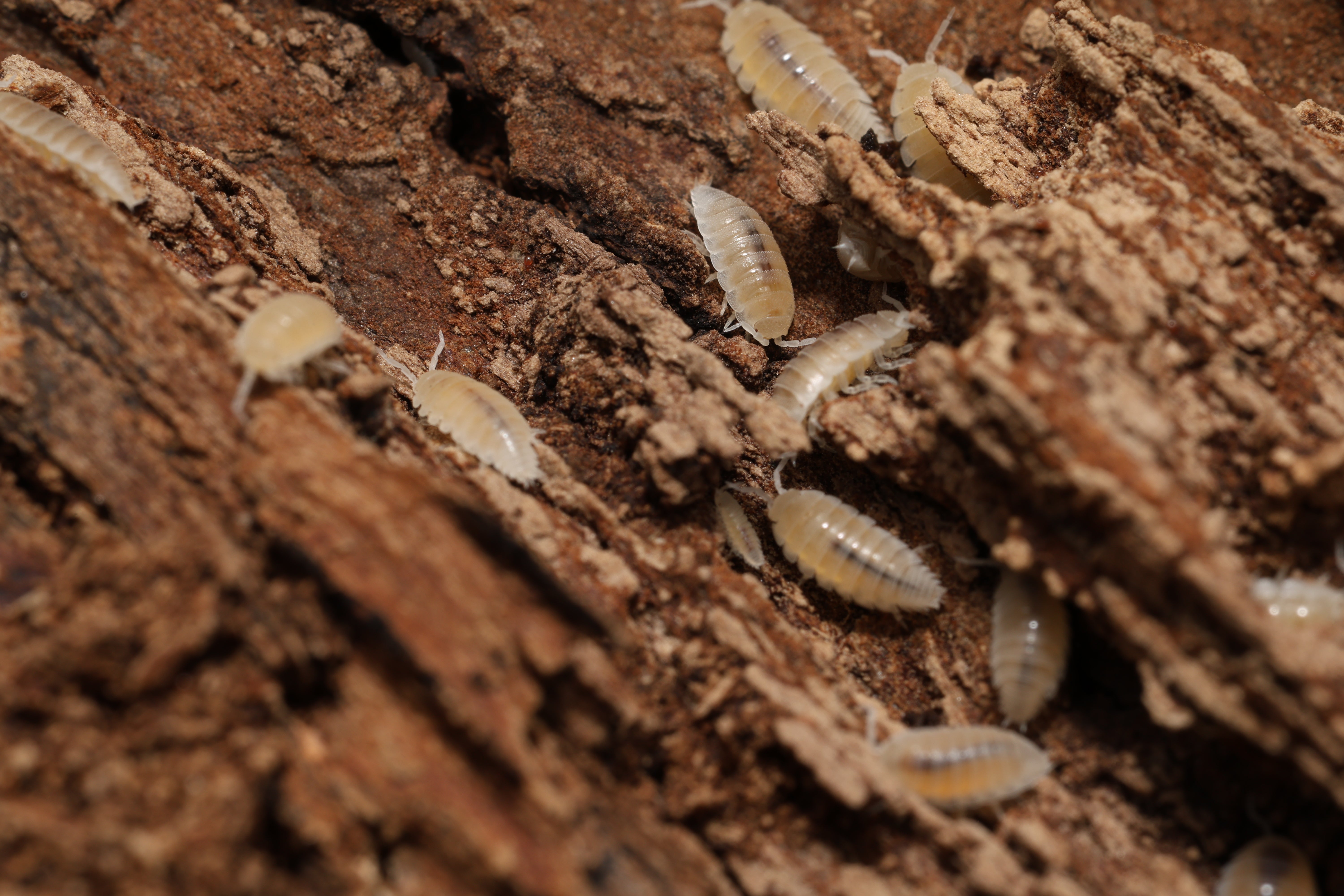 Small white insects on a textured brown surface