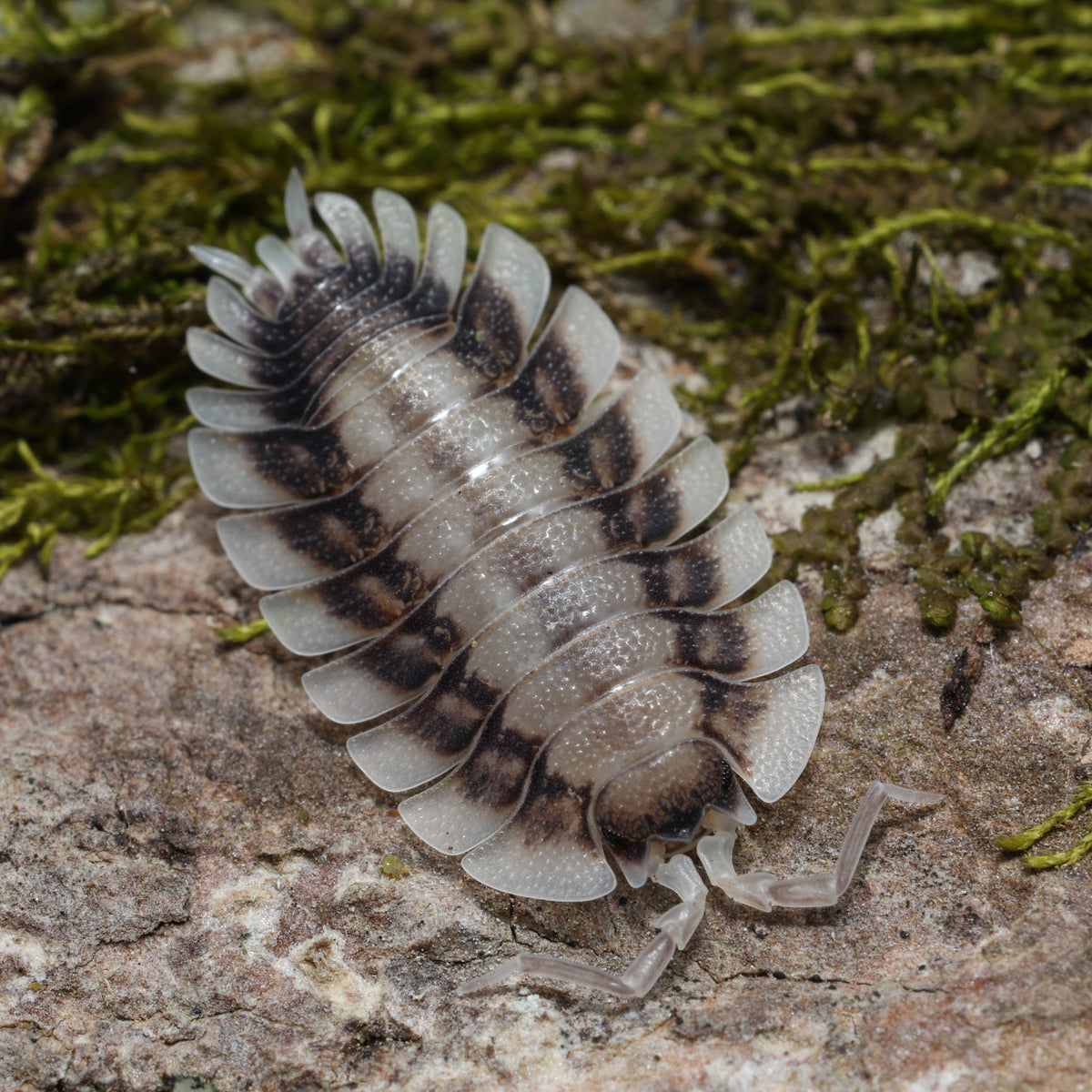 Porcellio werneri "Silverback"