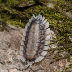 Porcellio werneri "Silverback"