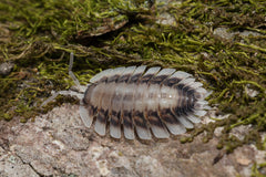 Porcellio werneri "Silverback"