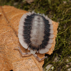 Porcellio werneri "Silverback"