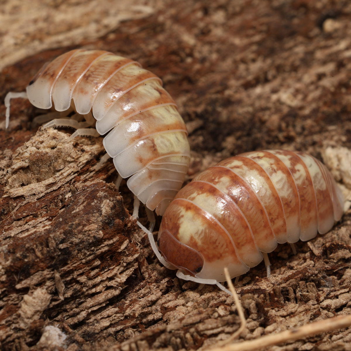 Armadillidium vulgare "Daywalker"