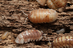 Armadillidium vulgare "Daywalker"