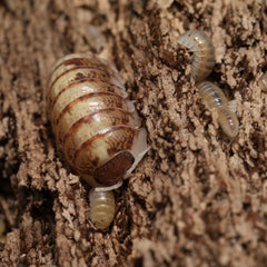 Armadillidium vulgare "Daywalker"